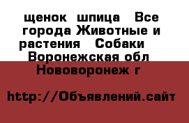 щенок  шпица - Все города Животные и растения » Собаки   . Воронежская обл.,Нововоронеж г.